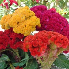 25 + Celosia Cristata Mixed Seeds / Cockscomb /Flowers / Fall/  picture