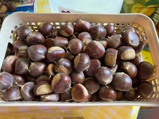 Chestnuts  Fresh Chestnuts  5 lb package harvested in AL picture