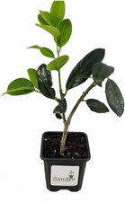 Ilex Nellie R Stevens Holly  3 inch Pot, Lot of 6 picture