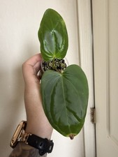 Anthurium SKG Justin X Eastern Dressleri #66 picture