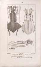Prêtre Turpin Turcaly Engraved Squid by Banks Edition BATELLI Florence 1816 picture