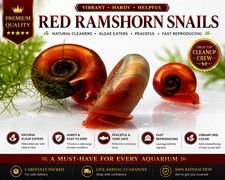 Live Red Ramshorn Snails | Tank Raised in Ohio | 25 & 50 Count Available picture