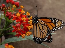 Blood Flower Seeds, Tropical Milkweed, Mexican Butterfly Weed, picture