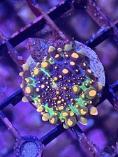 LPS WYSIWYG OG Godzilla mushroom Coral picture