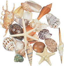 21 PCS Large Sea Shells Mixed Ocean Beach Seashells Various Sizes Natural Decor picture