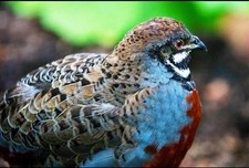 20+ Button Quail - Hatching Eggs Chinese Painted EXOTIC ULTRA RARE.  Order NOW picture