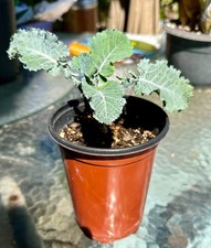 Purple Tree Collards/Kale Perennial ROOTED PLANT: Food Security picture