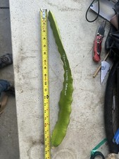 Taiwan White Dragon 白龍 (Green Skin White Fresh) Dragon Fruit Cutting 10 to 15 in picture