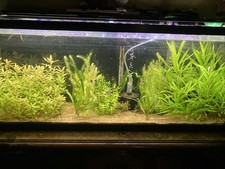 Beginner Friendly | 14 + Assorted Aquarium plants | B2 G1 FREE picture