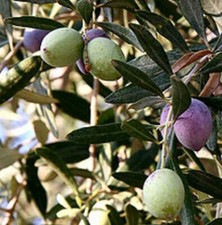Olive Tree - 'Oblonga' - Olea Europaea picture