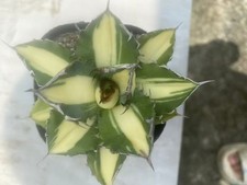 RarePlant Agave titanota FO076 Yellow mediopicta picture