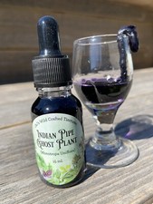 Ghost Pipe Indian Pipe Tincture with a Flower In The Bottle 15 ml Drops picture