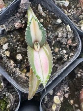 Pot 5-7cm  Rareplant Agave titanota 'White Flame ' mediopicta Random Boutique picture