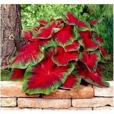 Florida Cardinal Caladium Bulbs – 10 Perennial Fancy Plants for Vibrant Gardens picture