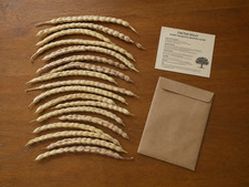 20 Arizona Honey Mesquite Seed Pods (Prosopis glandulosa) Drought Tolerant 2026 picture