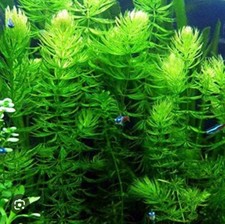 LARGE AMOUNT Hornwort (Ceratophyllum) Live Aquarium Pond Plant FAST GROW picture