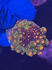 LPS WYSIWYG OG Godzilla mushroom Coral picture