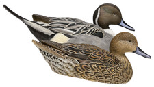 Avian-X Topflight Pintail Duck Decoys 6-Pack picture
