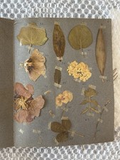 Antique Herbarium, 1926, 280 dried and pressed flowers 100 years old picture