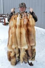 Tanned Red Fox Winter βHeavy Furβ Western - Premium Grade picture