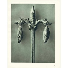 1929 WEEPING FORSYTHIA Print - Karl Blossfeldt - Plant Tree - 9.5 x 12 Inches picture