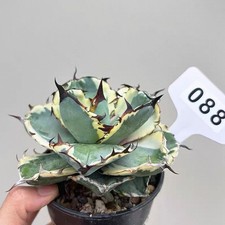 1PCS 9-10cm Seedgrowth Agave Titanota White Whale Variegata Cactis RareSeedling picture