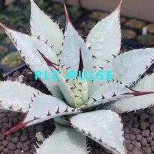 Agave Sp.Kutsugen-no-Maiougi Succulent Agave  Plant Beautiful Plant 10-15CM picture