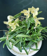 Mini Dendrobium nobile霍山石斛(米斛),blooming size,40+pseudobulbs ,3 yr old picture