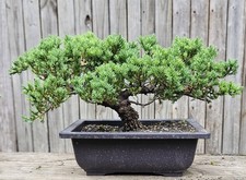 Japanes Juniper Bonsai In 9 Inch Plastic Rectangular Pot . 15 Year Old Beauty. picture