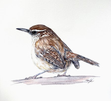 Carolina Wren Original Watercolor Painting Bird Art Nature 9x12 picture