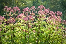 Joe Pye Weed Seeds, Butterflies & Hummingbirds, Trumpet Weed,  picture