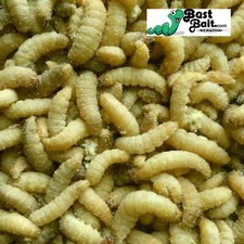 Live Waxworms, Wax worms Fishing, Reptile Feeders,    picture