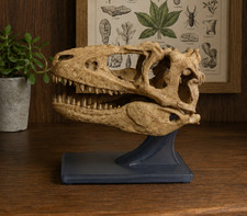 Juvenile Tyrannosaur Skull Replica – Teratophoneus Curriei 3D Printed Model picture