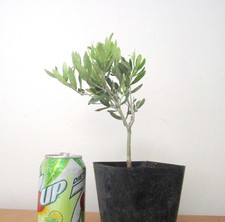 Dwarf European Olive for mame shohin bonsai tree multiple listing  picture