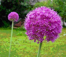 40+ RARE HUGE PURPLE ALLIUM SENSATION 4-6