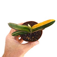 Gasteria carinata cv. 'Rainbow' YELLOW VARIEGATE - Bredasdorp gasteria | Beaked picture