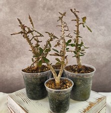 RARE Boswellia Nana (not popoviana) succulent rare - NOT direct China import picture