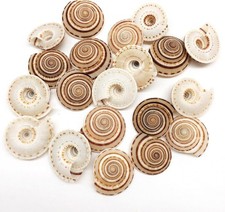 20 PC Natural Tiny Sundial Sea Shells, 3/4 Inch ~ 1-1/4 Inch picture