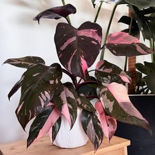 Variegated Philodendron Indoor Live Plant, 5-9 Inch Tall picture