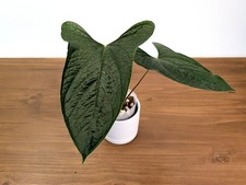 Anthurium Pinkleyi x Luxurians Hybrid 'Happy Bunny' - Live Plant in 4 Inch Pot picture