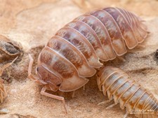 10ct+ LIVE 🍑A. nasatum Peach🍑adorable peach isopods BIOACTIVE LAG insects picture