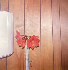 1979 Beautiful Amaryllis Hippeastrum Flower Plant Pot Indoors Orig Photo P3n9 picture