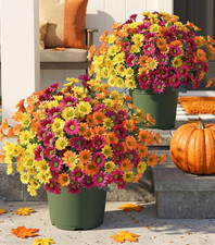 HyeFlora Artificial Mums for Outdoors Fall Decor, 6 Bundles Fake Flowers UV Resi picture