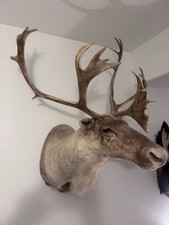 Woodland Caribou- Newfoundland Shoulder Mount picture