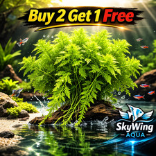 Organic Water Wisteria Hygrophila difformis Live Aquarium Plant - Buy1Get150% picture