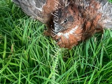 3 Dozen Mix 10+ Tennessee Red, 10 + Black 10+ Pearl Coturnix Quail Hatching Eggs picture