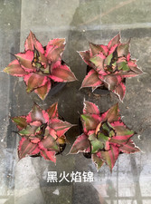RareSucculent Plant Agave titanota 'Black‑Flame' Variegata 11cm picture