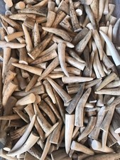 TEN-PACK (10) Naturally Shed Elk/Deer Antler Tips (A,B, & C Grades) Not Chews picture