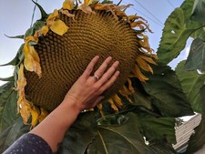 50+ Mammoth Grey Stripe Sunflower Seeds - Huge - Giant - Large Sunflowers -FRESH picture