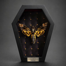 Real Death Head Hawk Moth Taxidermy in Coffin Frame Gothic Halloween Decor picture
